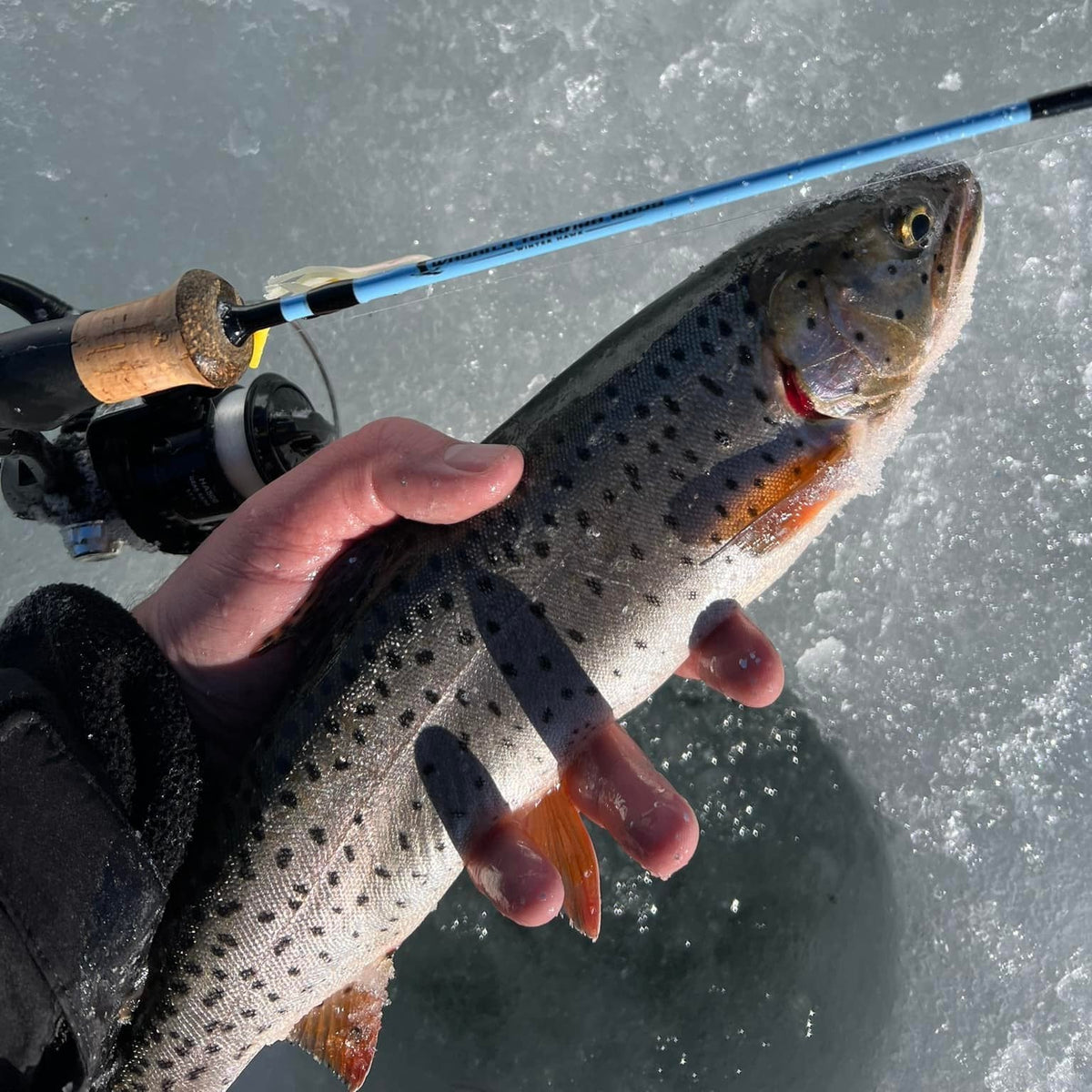 Winterhawk Fishing rod