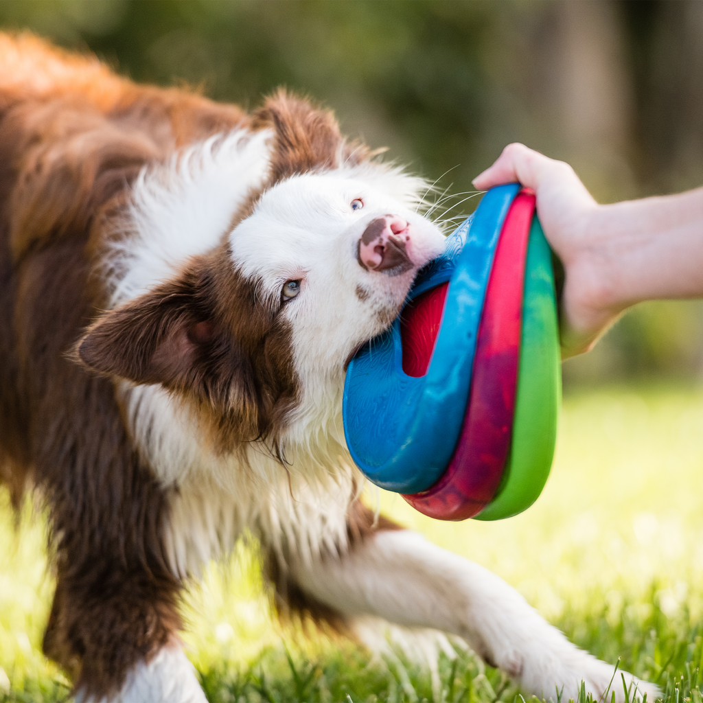 Sailz - Dog Toy